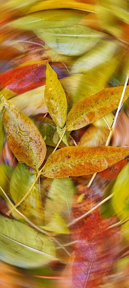 Photograph by Алла Холодова