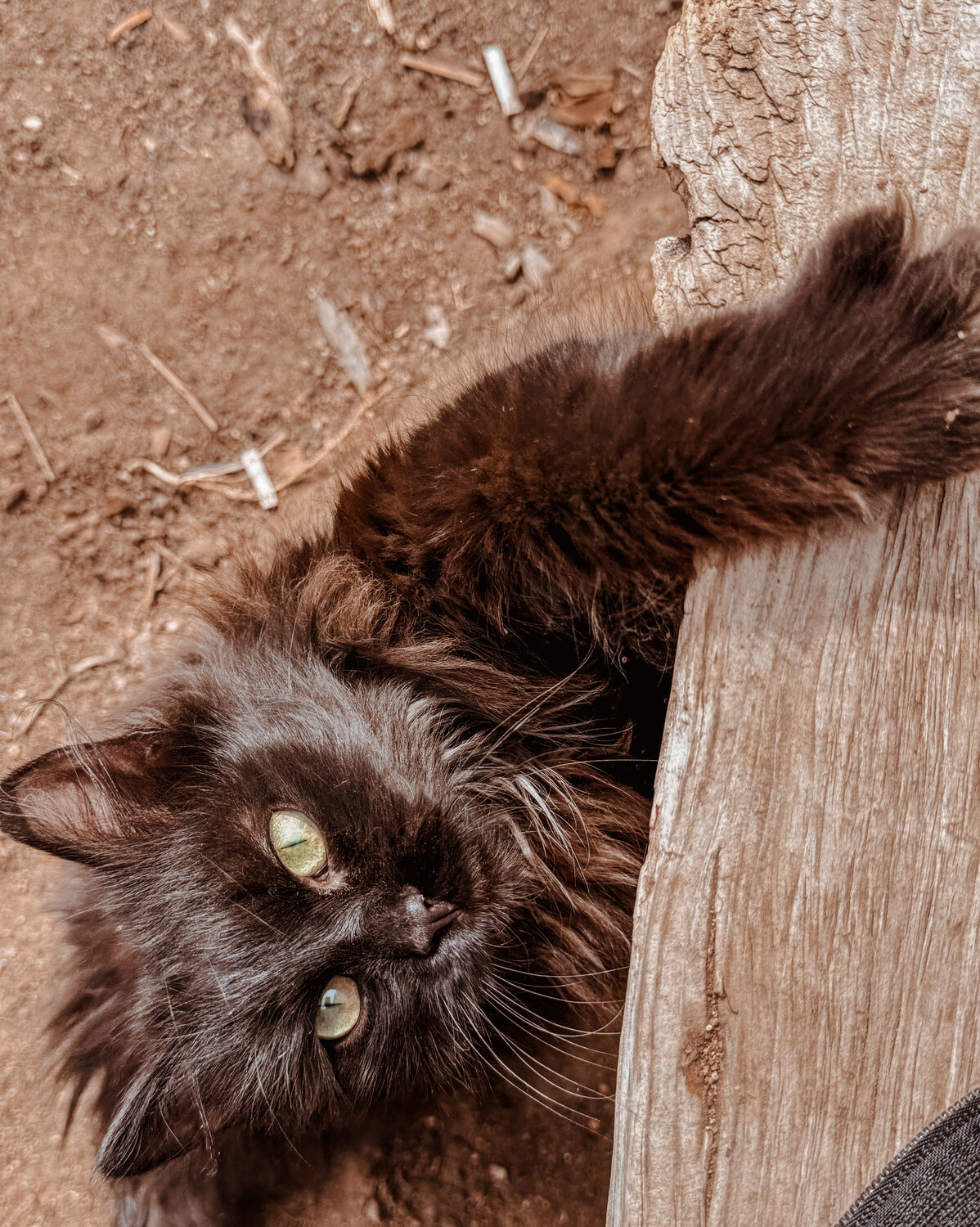 Photo #14036286