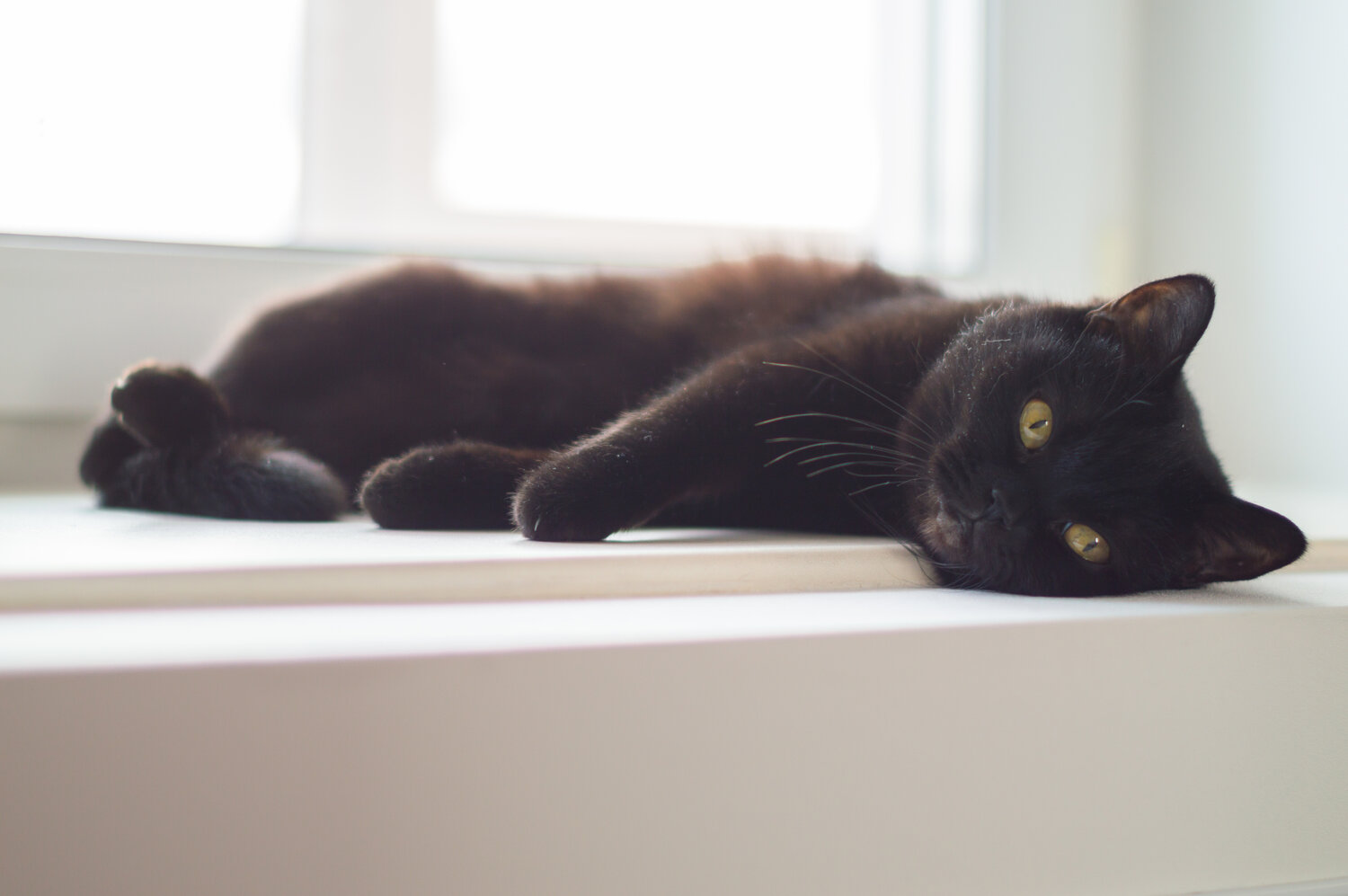 Photo #14036288