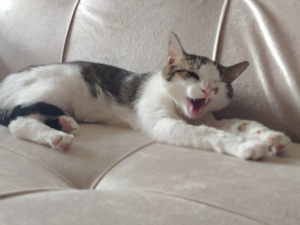 Photo #14036299