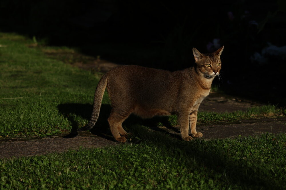 Chausie