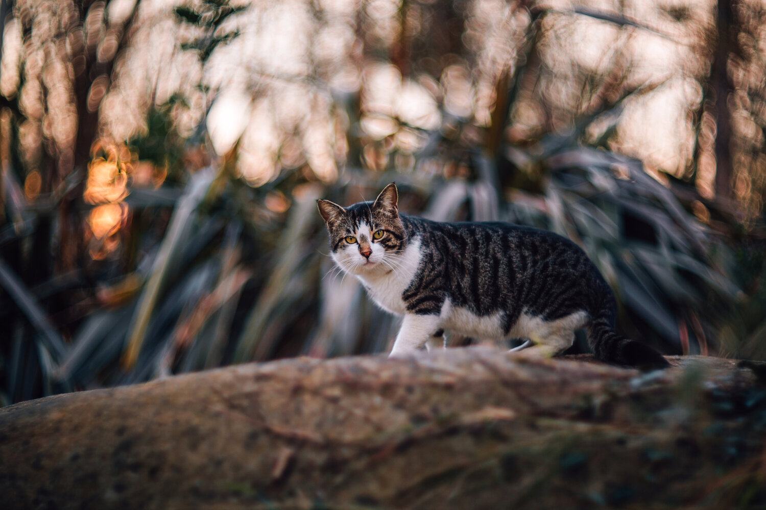Photo #14036459