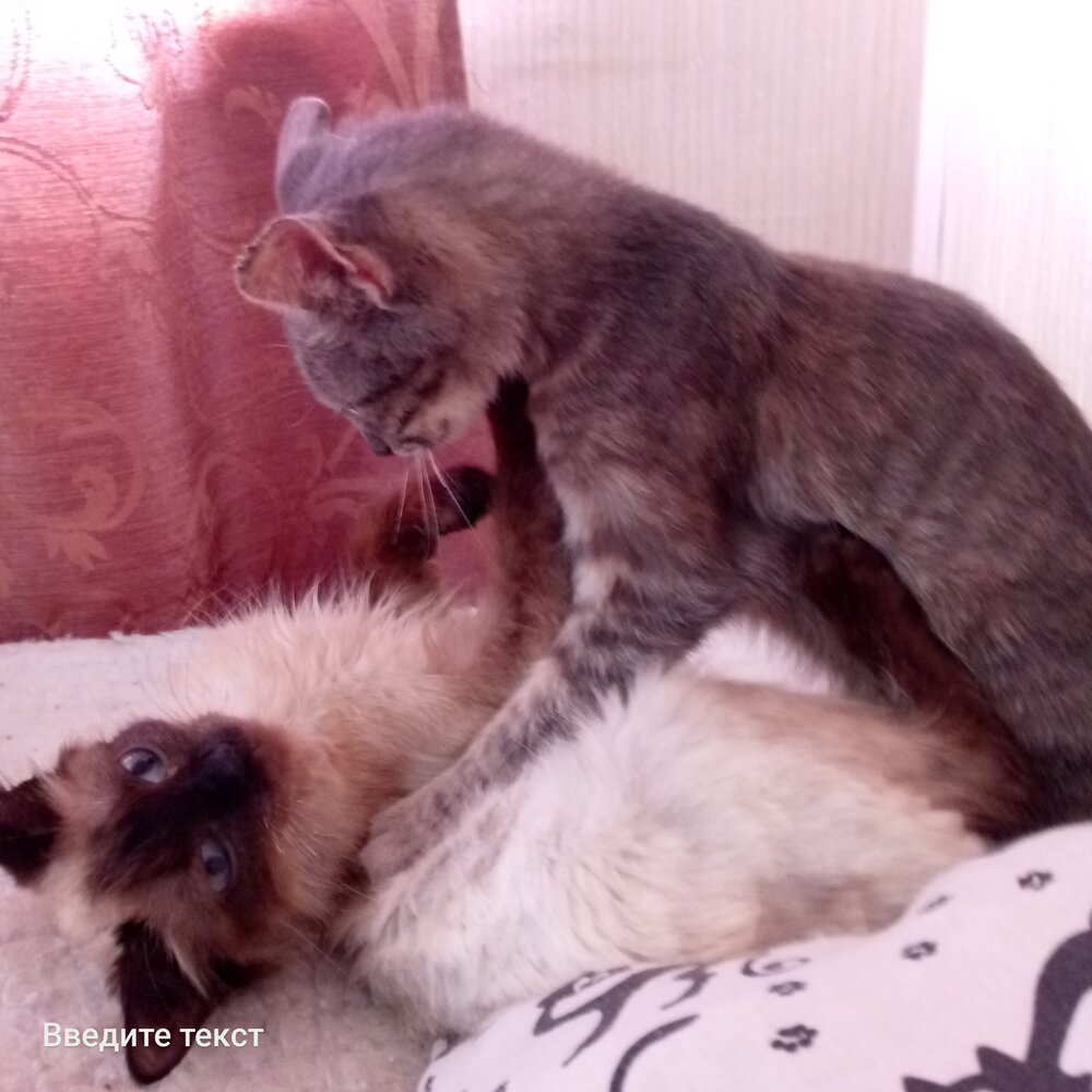 Photo #14036475