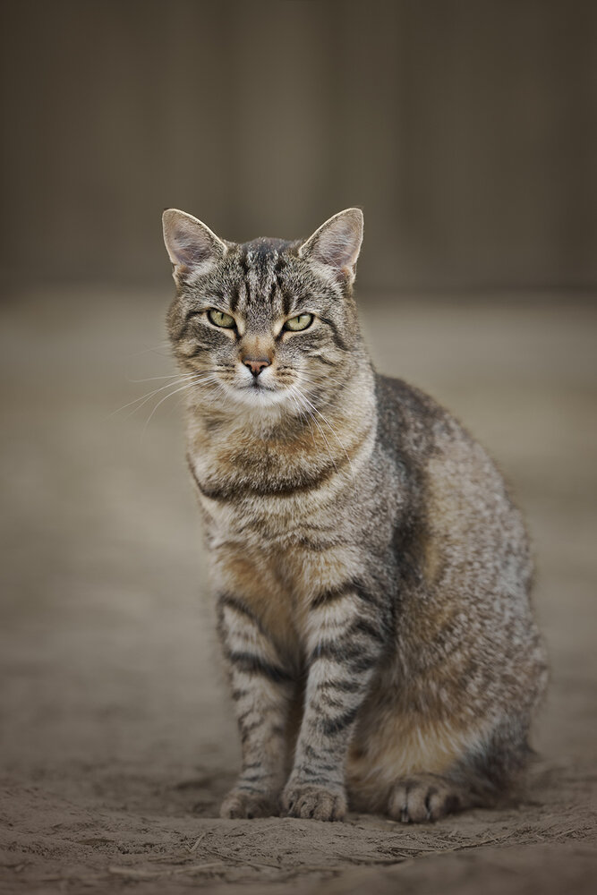 Barn Cat