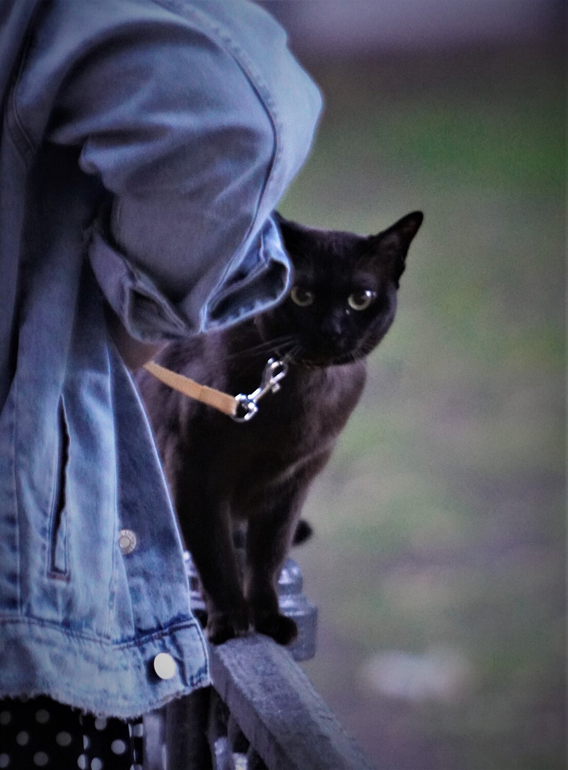 Cat Behemoth