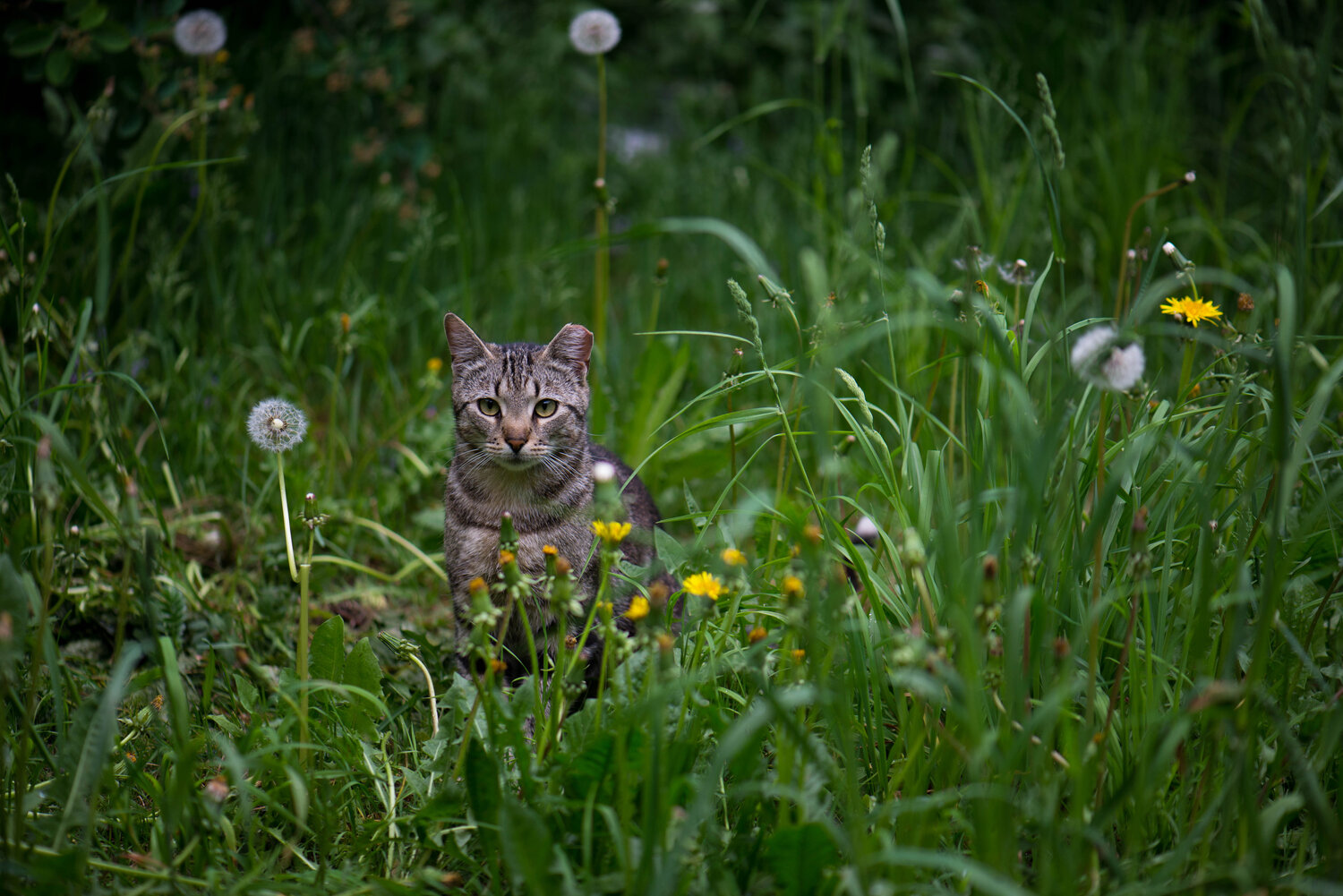 Photo #14036689