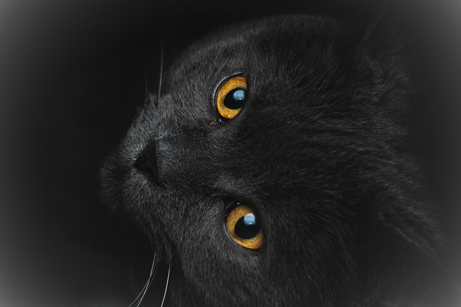 Photo #14036746