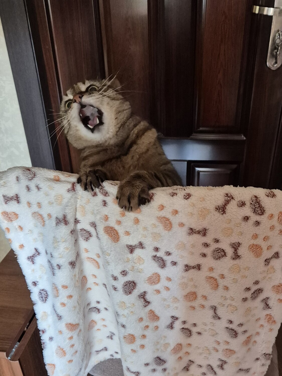 Photo #14036756