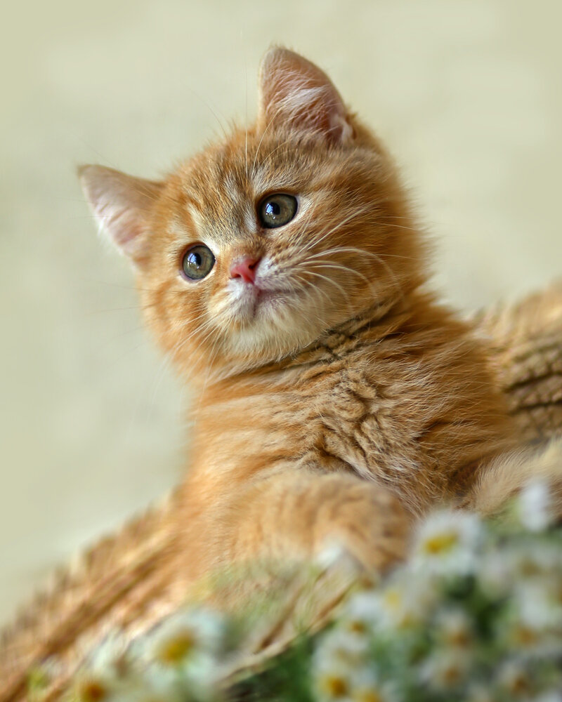 Photograph by ГОРЮКИНА ИРИНА