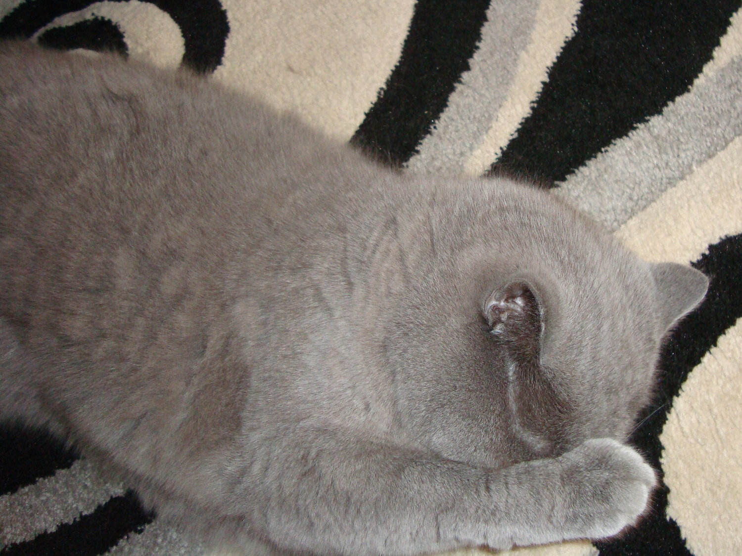 Photo #14036954