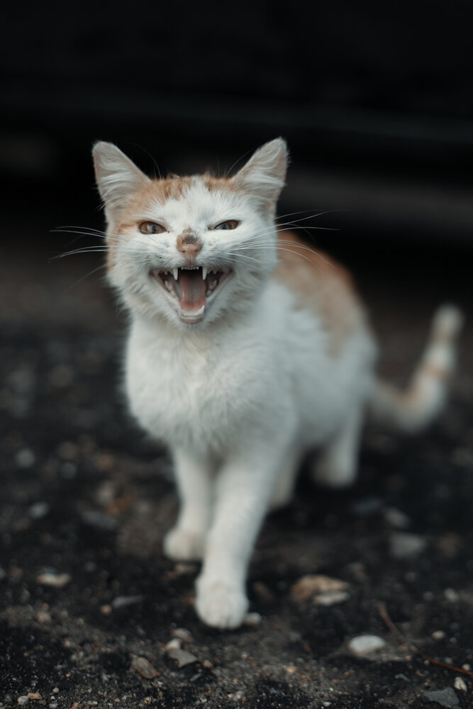 Photograph by Андрей Сурнин