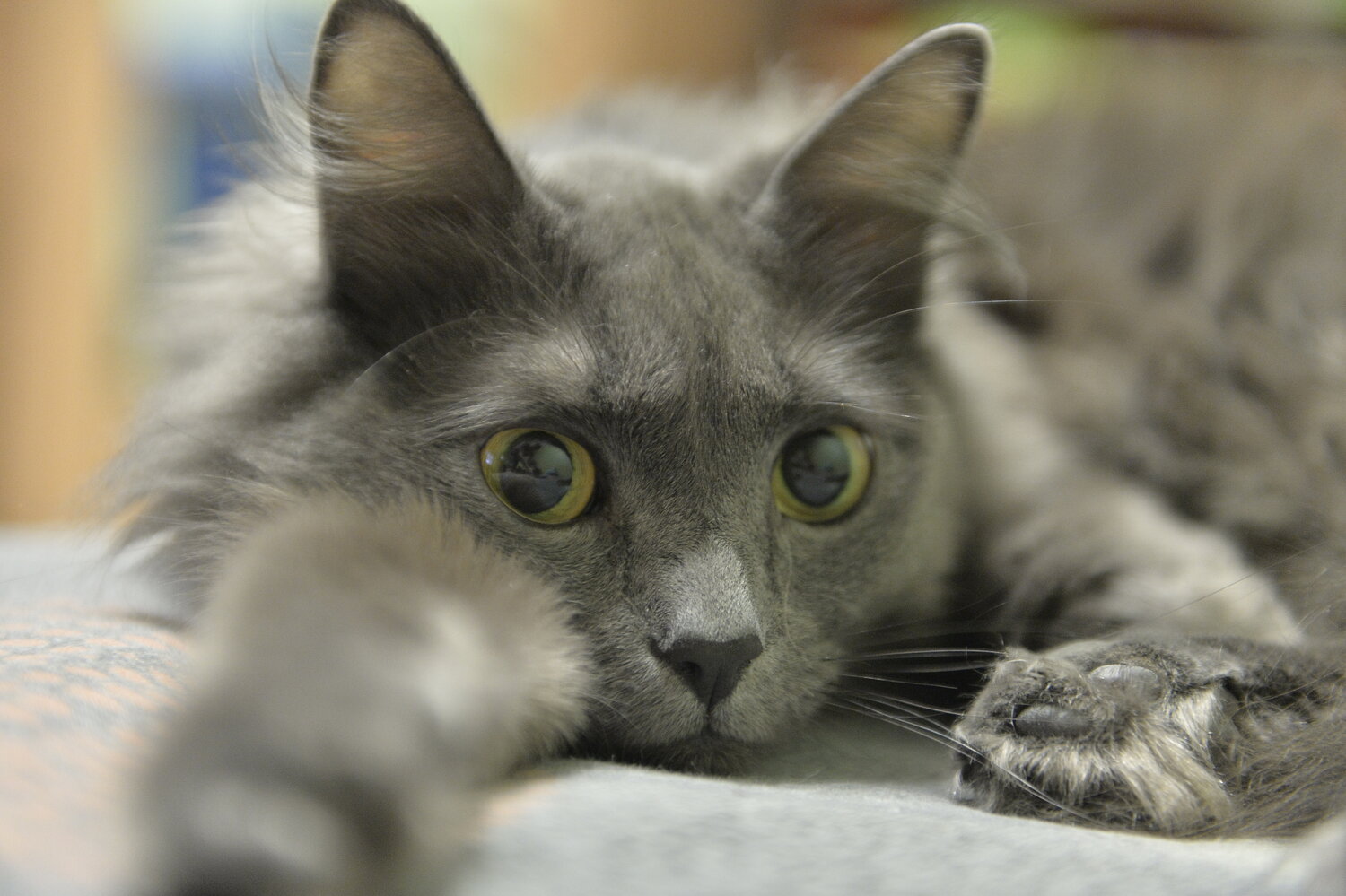 Photo #14037065