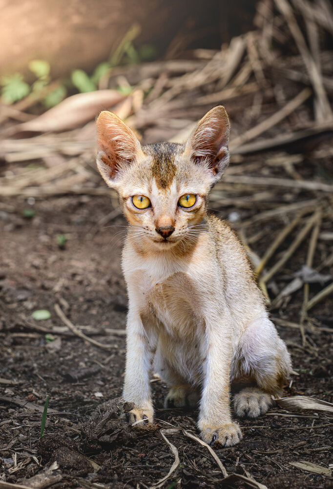 The Lost Kitten