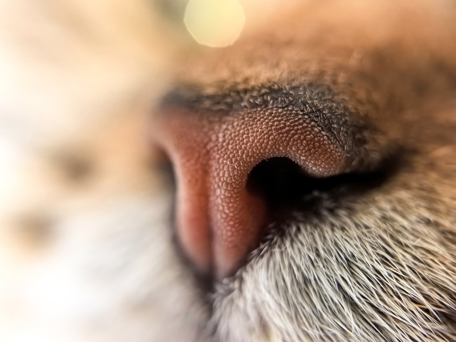 Photo #14037236