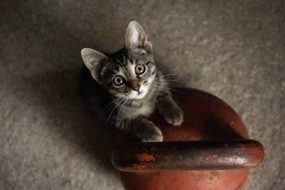 Сильнее кошки зверя нет