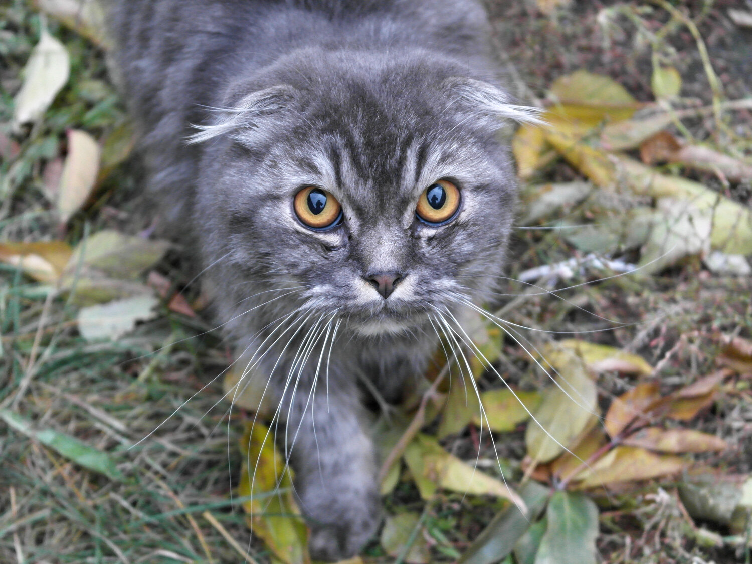 Photo #14037337