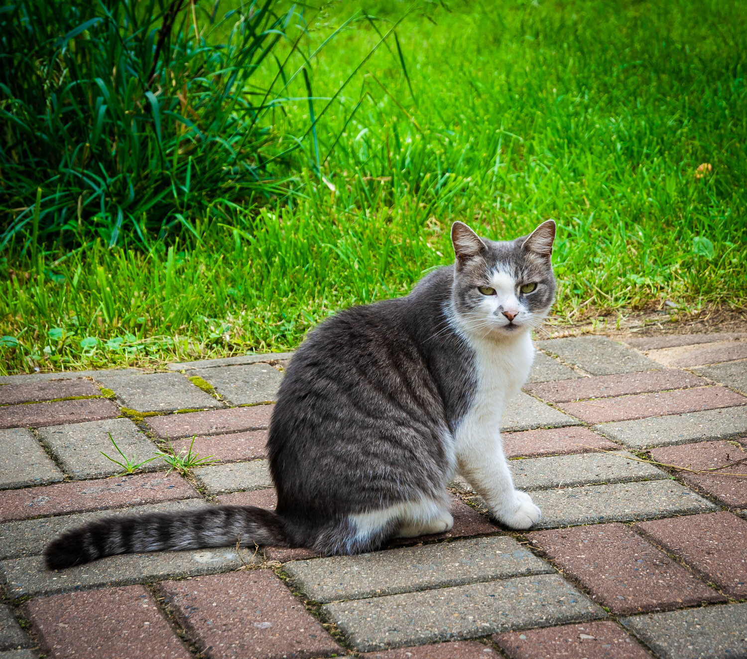 Photo #14037388