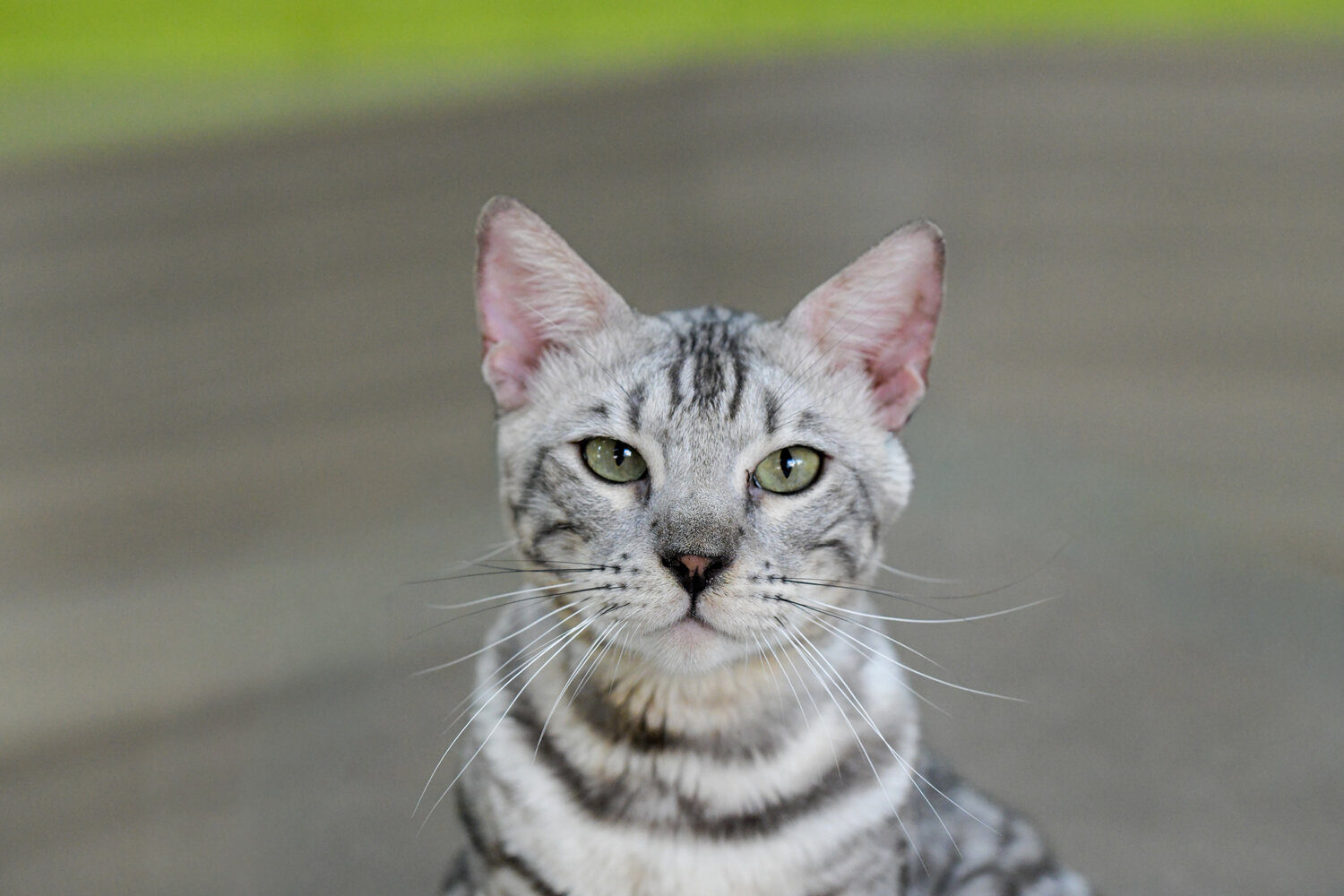 Photo #14037409