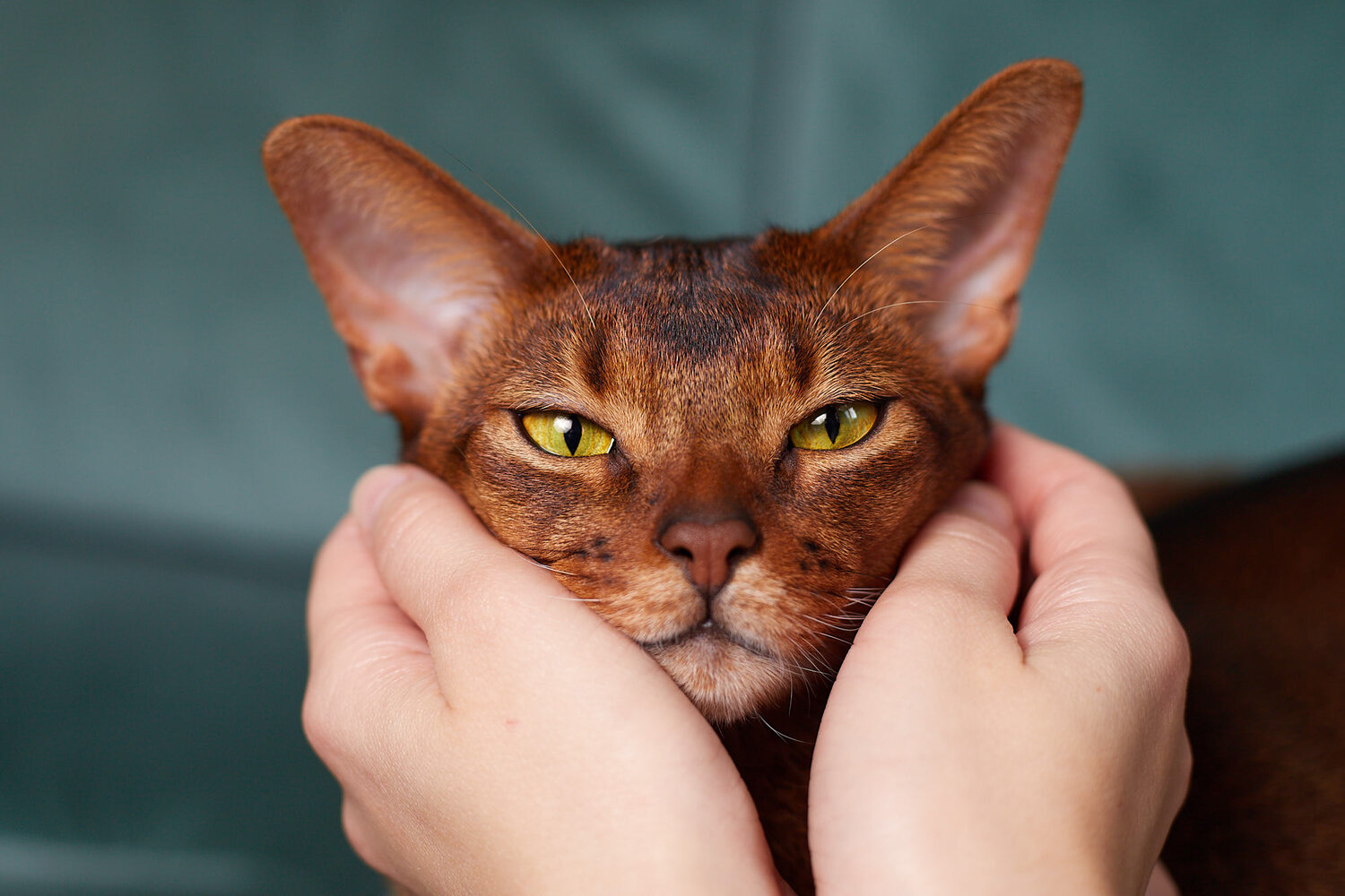 Photo #14037469