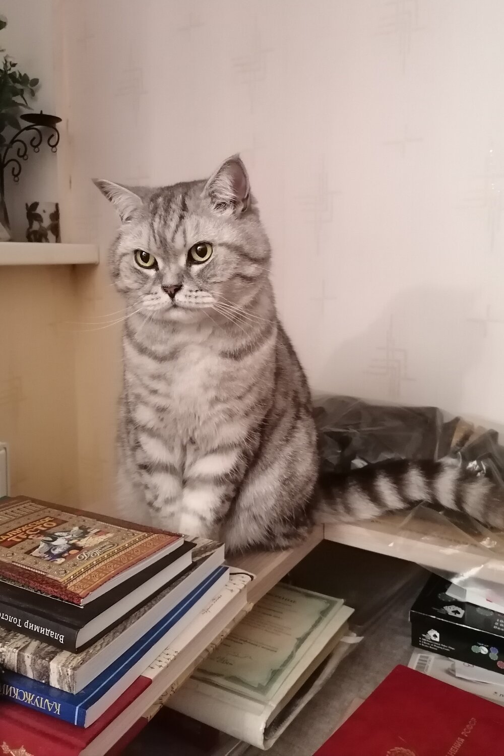 Photo #14037484