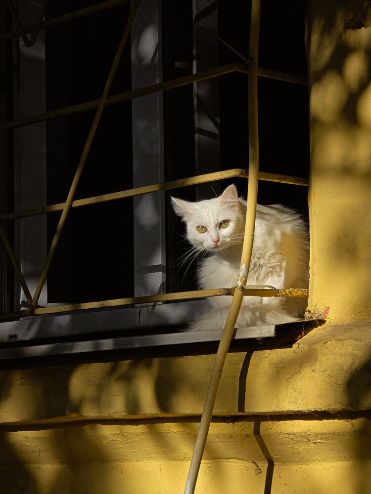 Photo #14037500