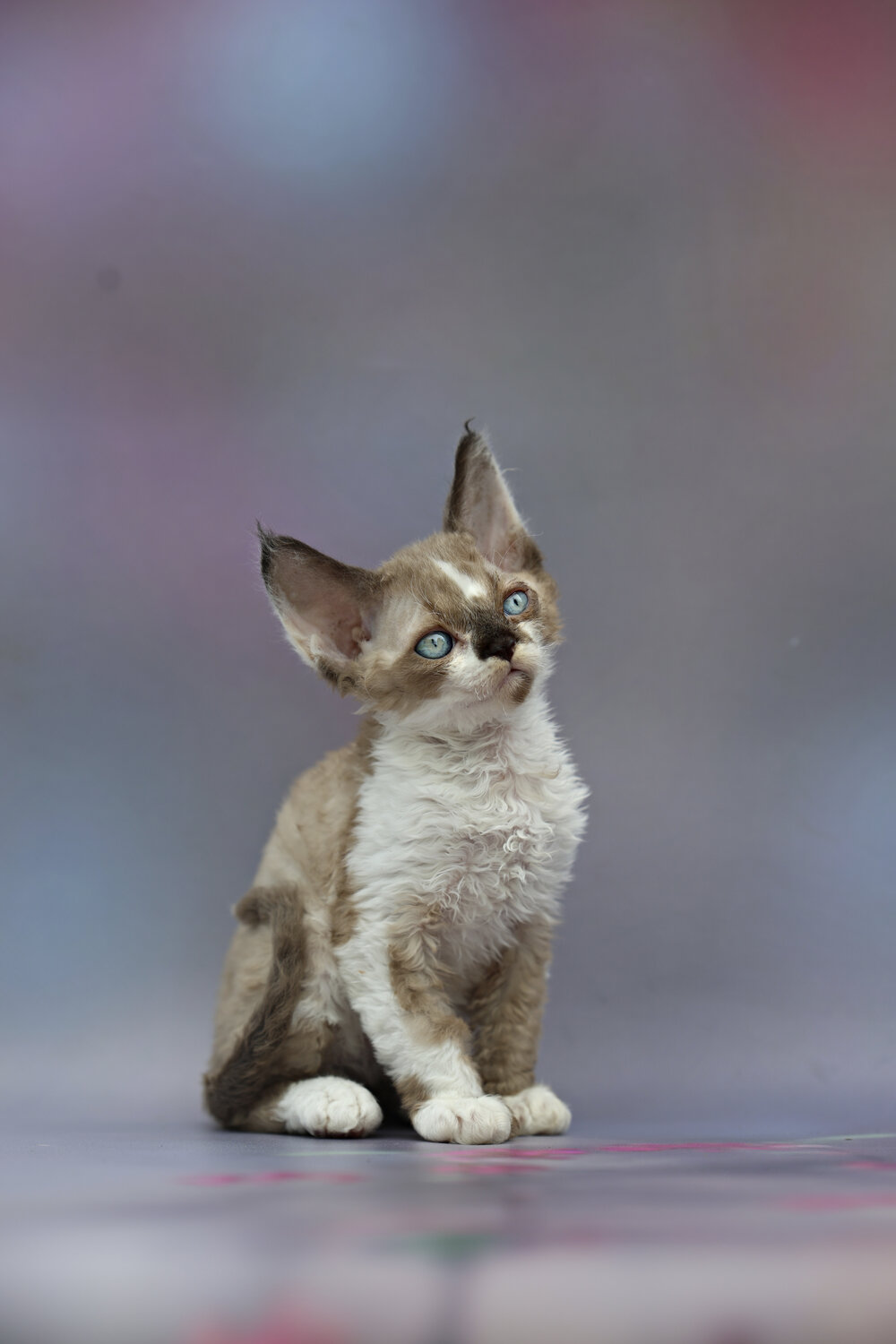 Photo #14037584