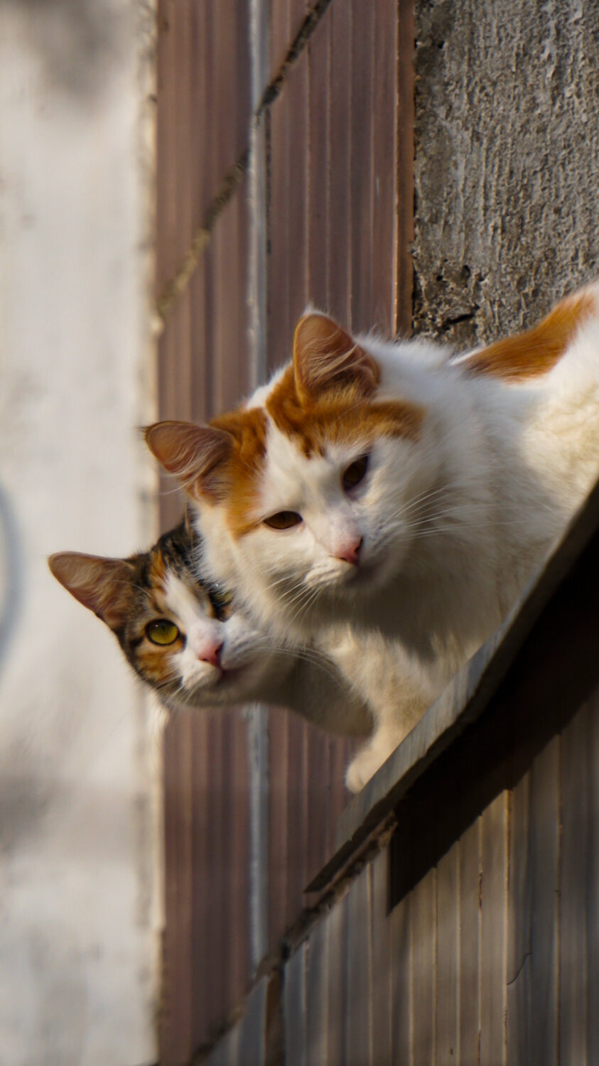 Photo #14037624