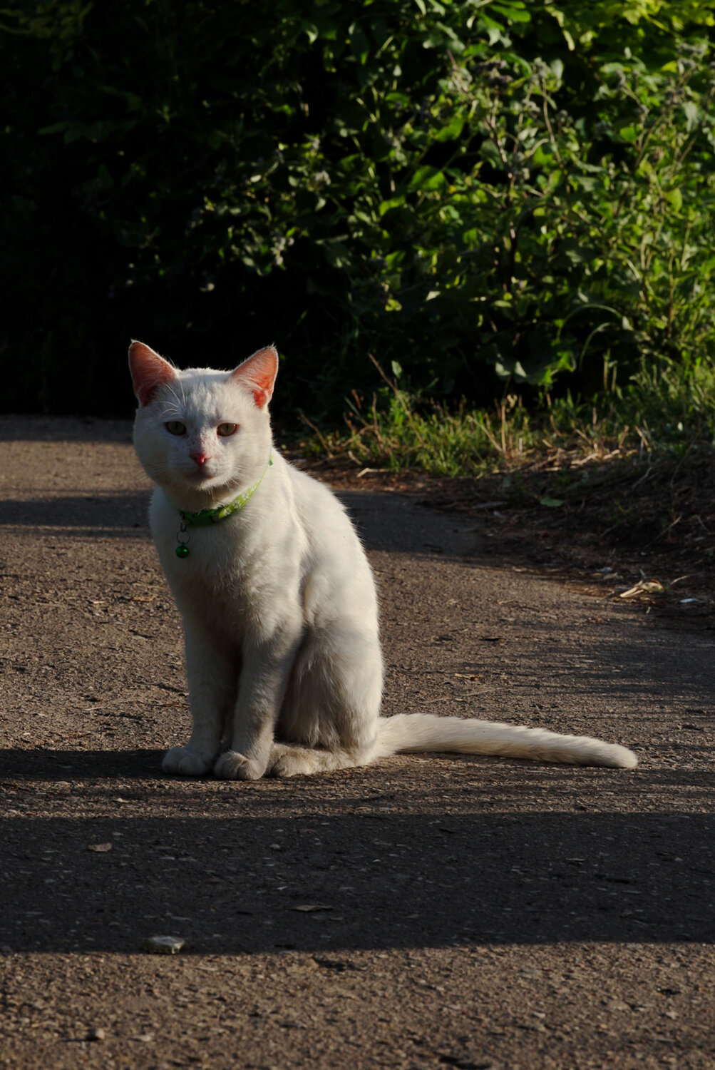 Photo #14037625