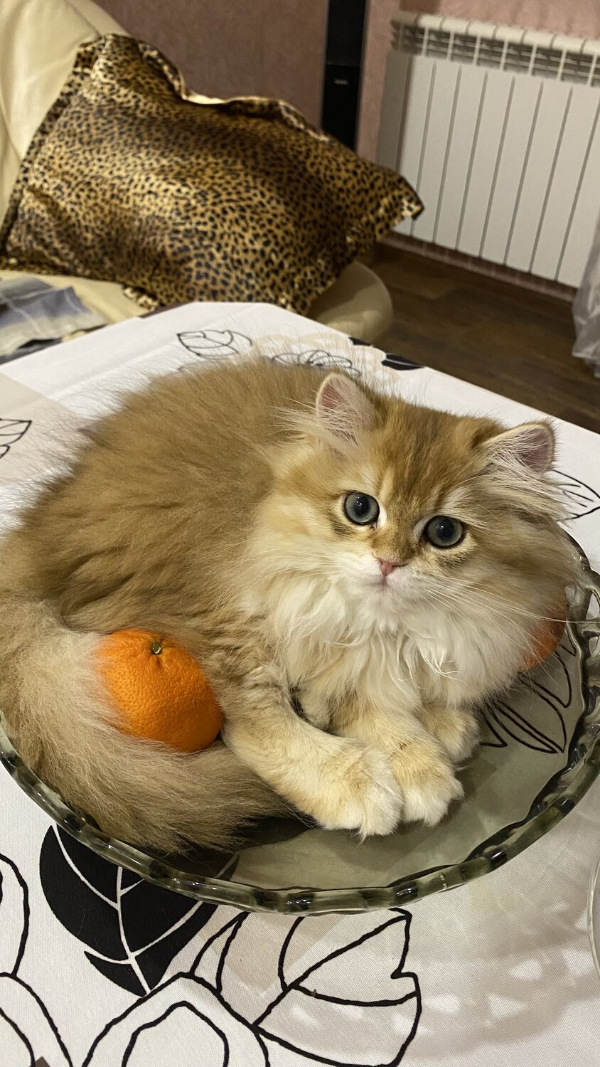 Photo #14037636