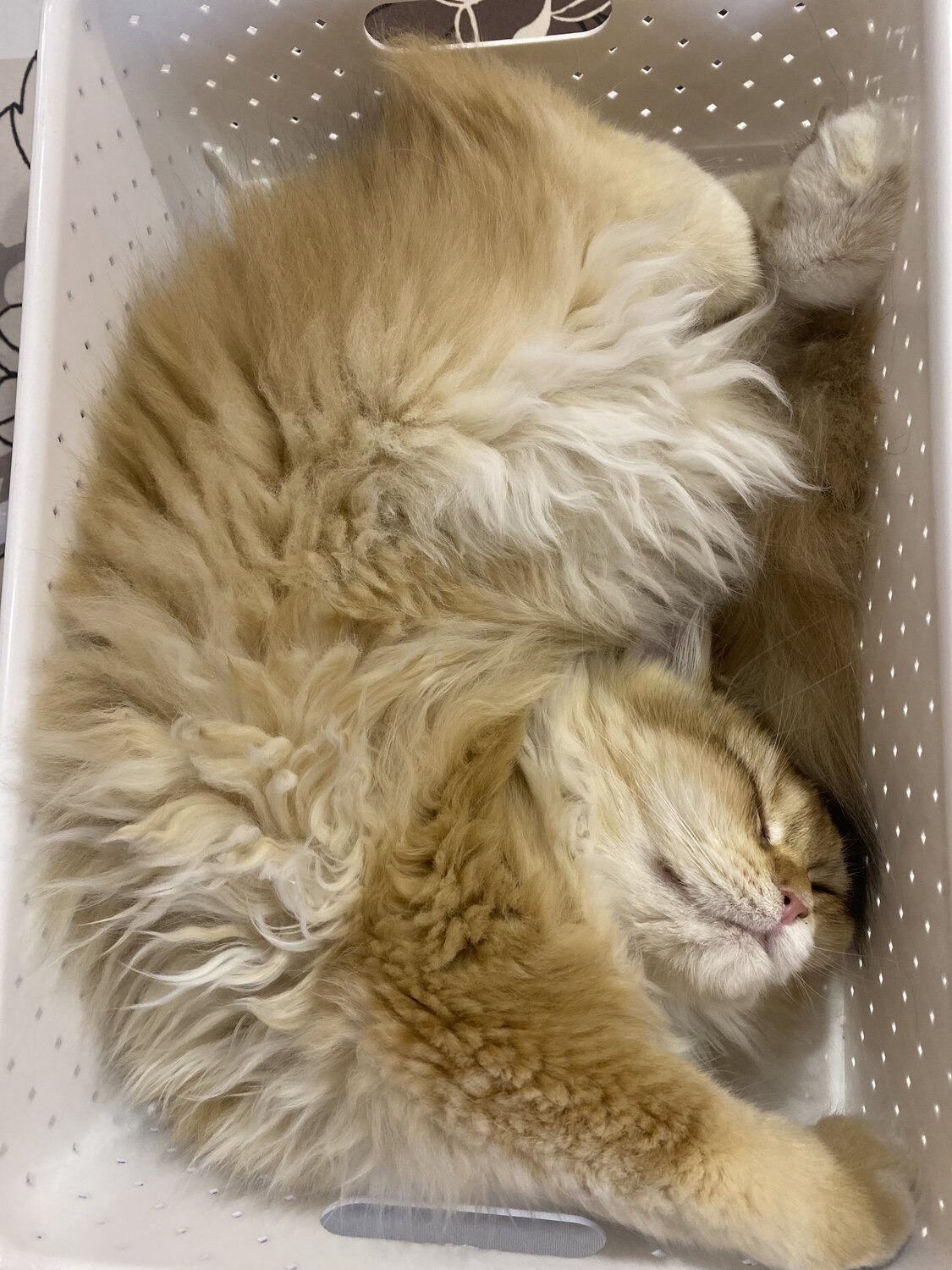 Photo #14037638
