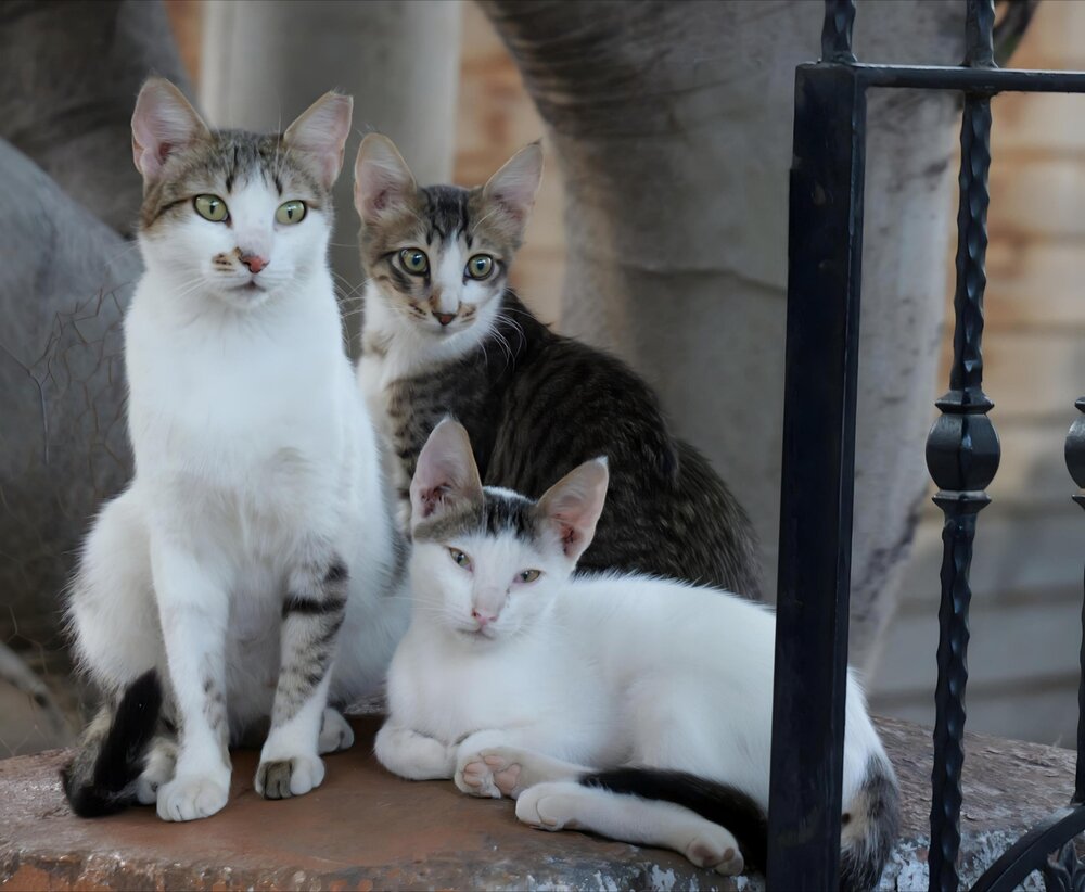 Photo #14037724