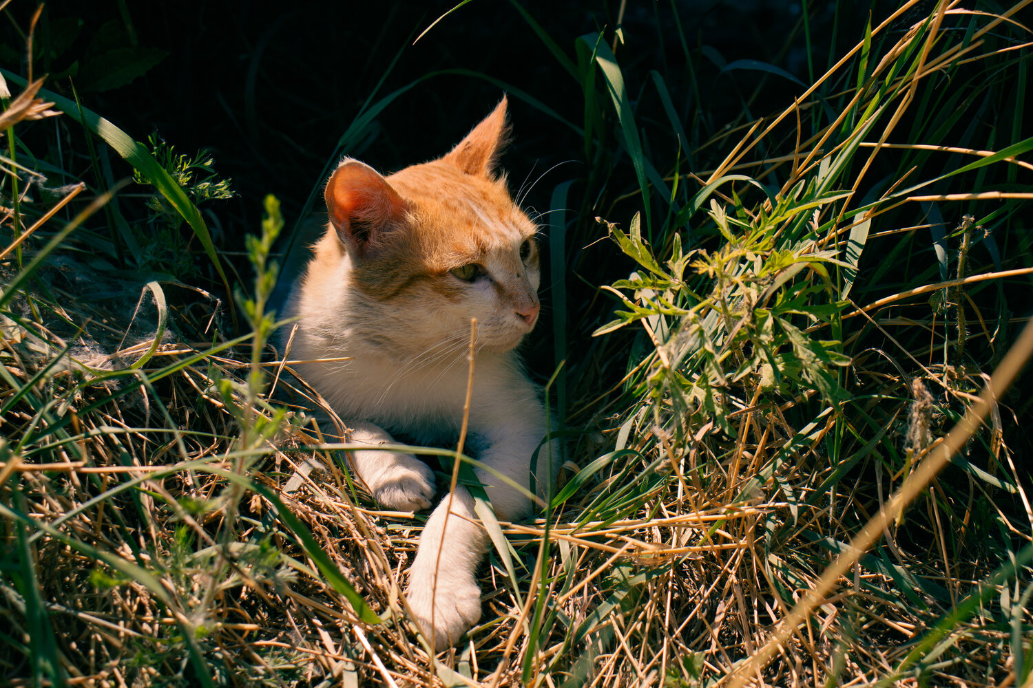 Photo #14037753