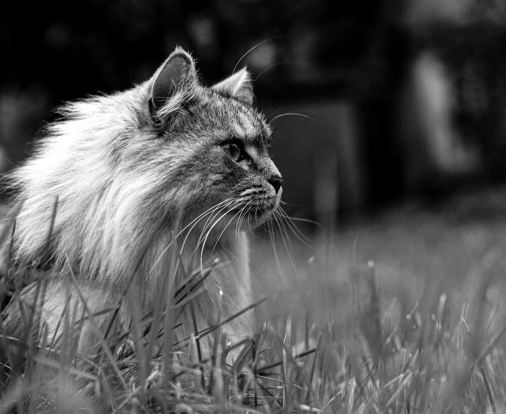 Photograph by Ирина Борисова