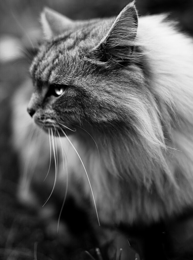 Photograph by Ирина Борисова