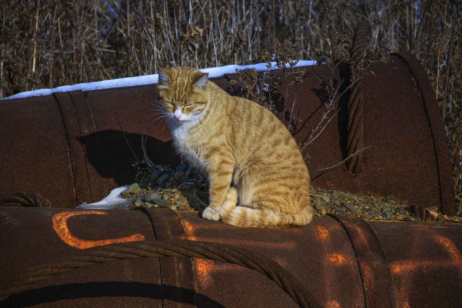 Photo #14038046