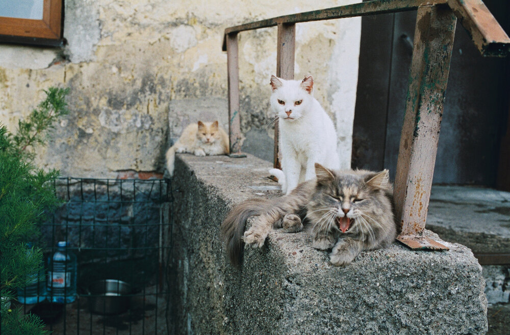MEOW