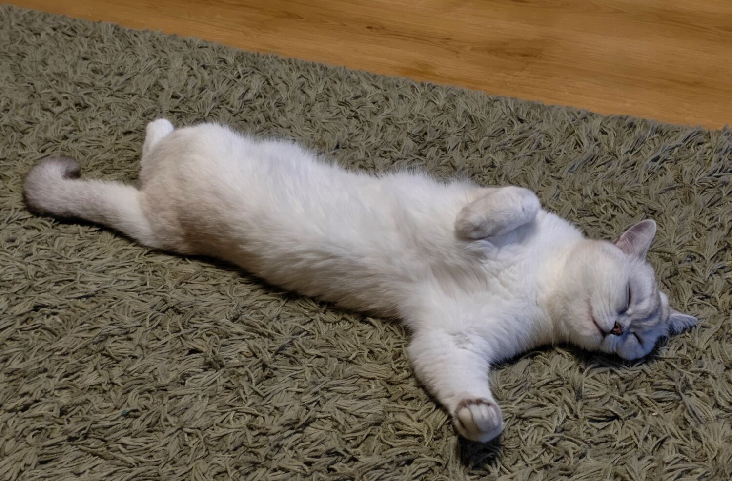 Photo #14038069