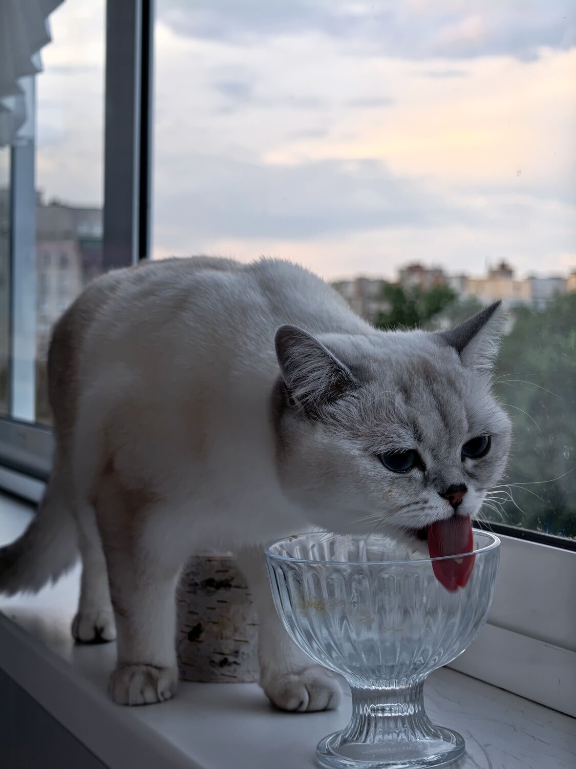 Photo #14038071