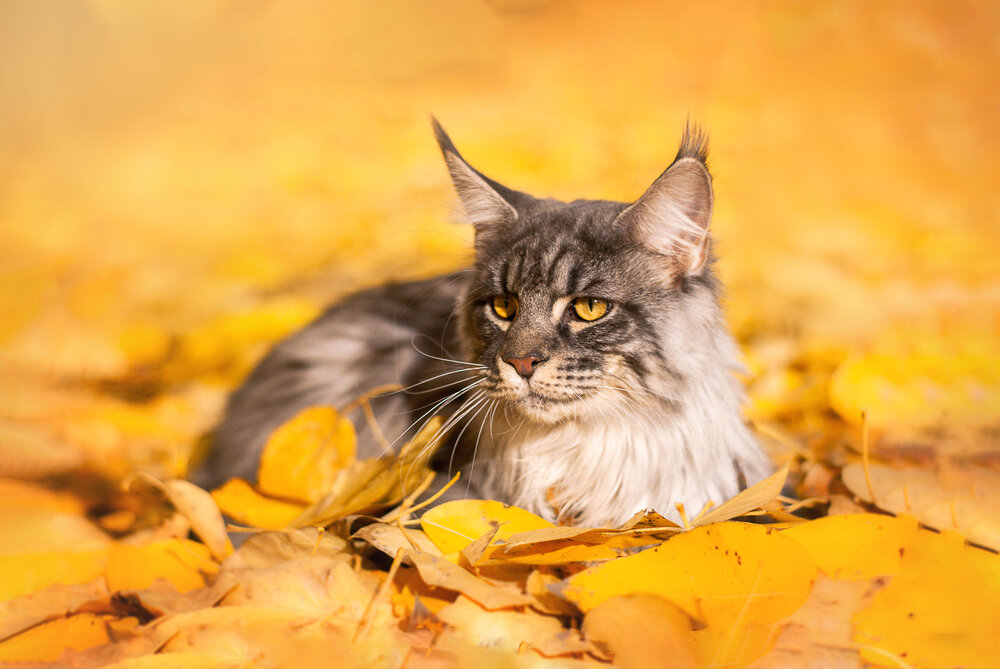 Photograph by Veronika Zatorkina