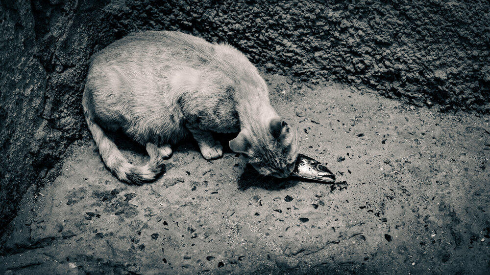 Фотография автора Hicham Chraibi
