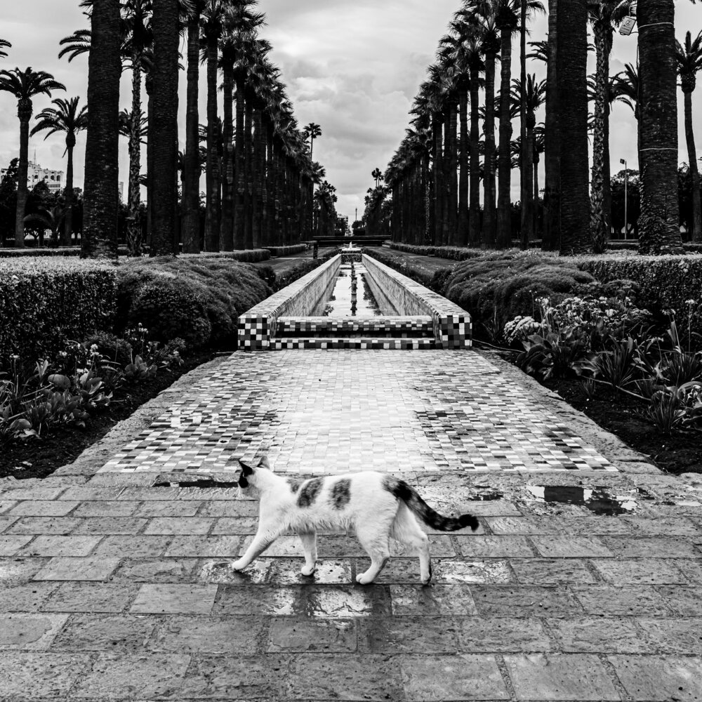 Фотография автора Hicham Chraibi