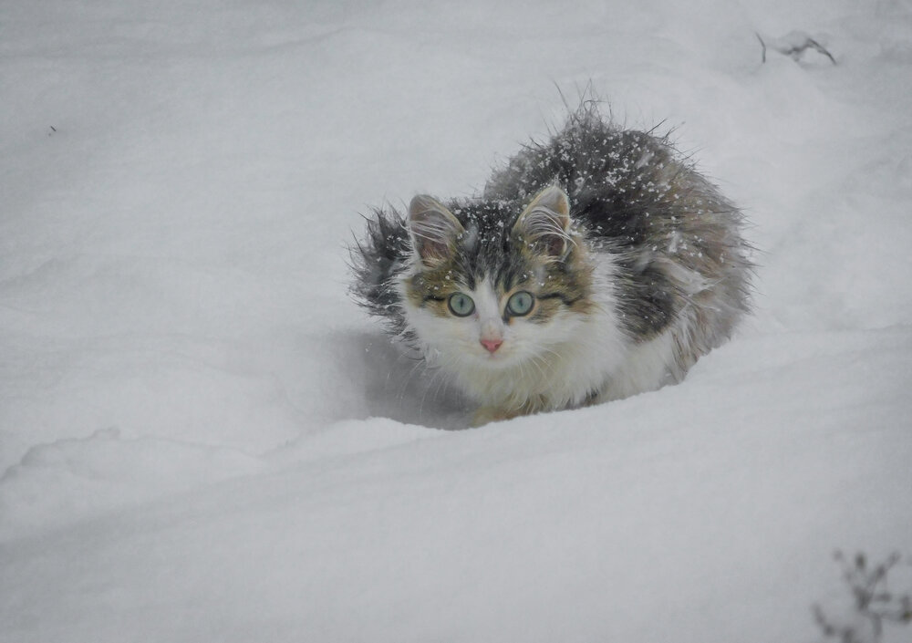 Photograph by Юлия Закопайло