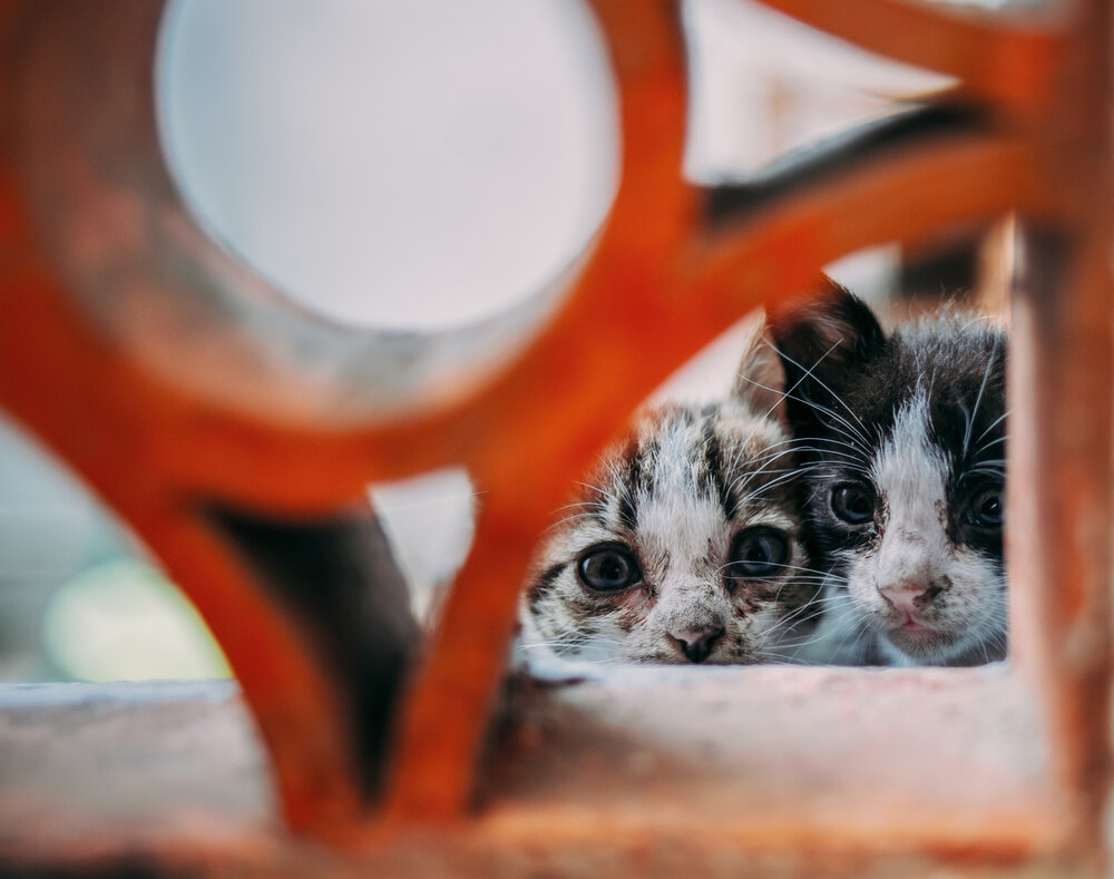 Photograph by Trí Hồng
