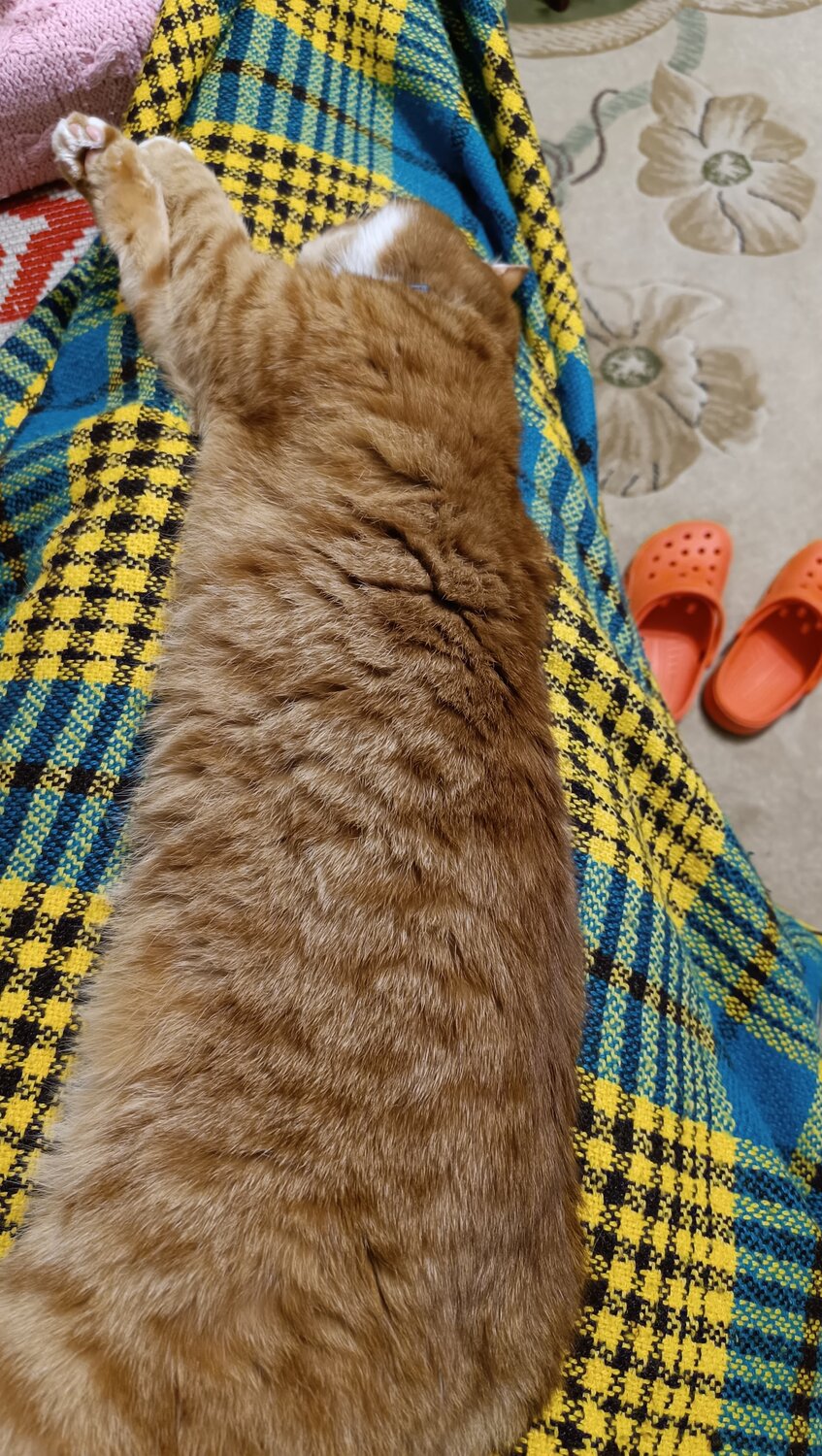 Photo #14038176