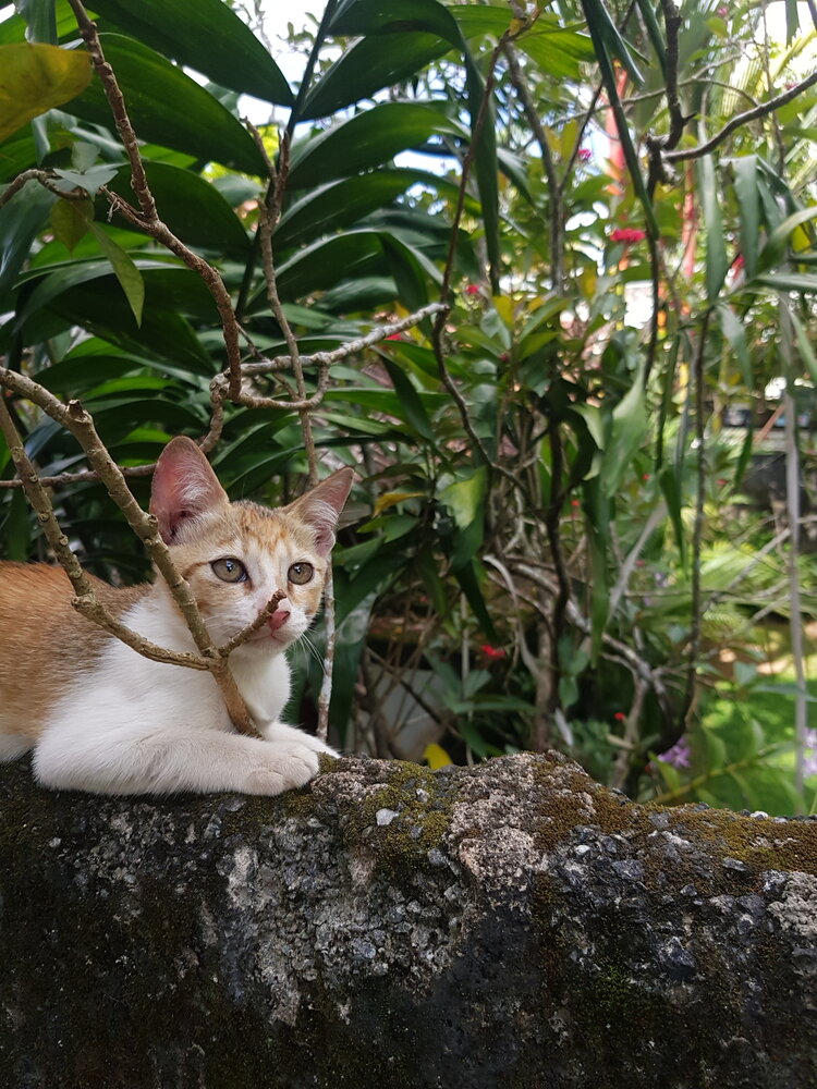 Cute Kitty