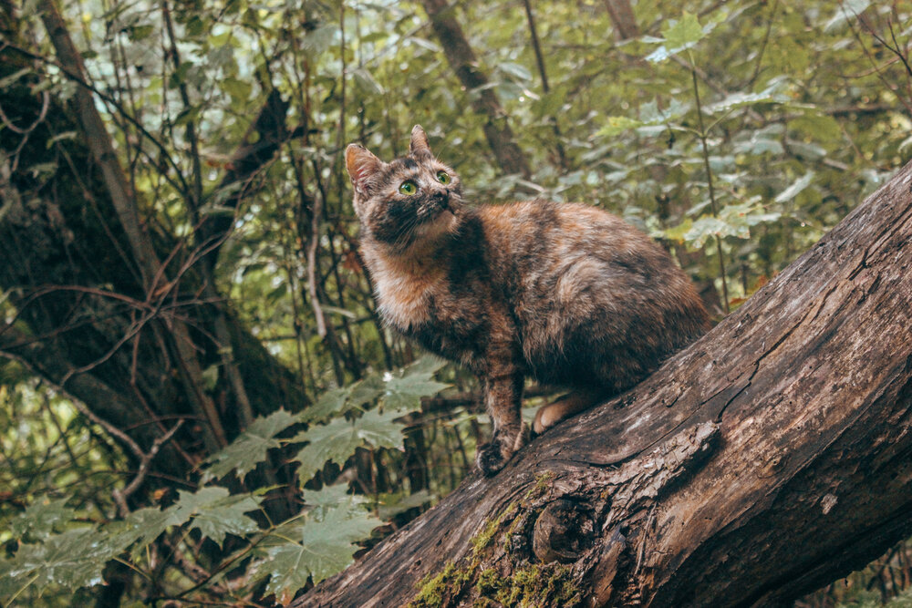 Photograph by Евгения Флиорчук