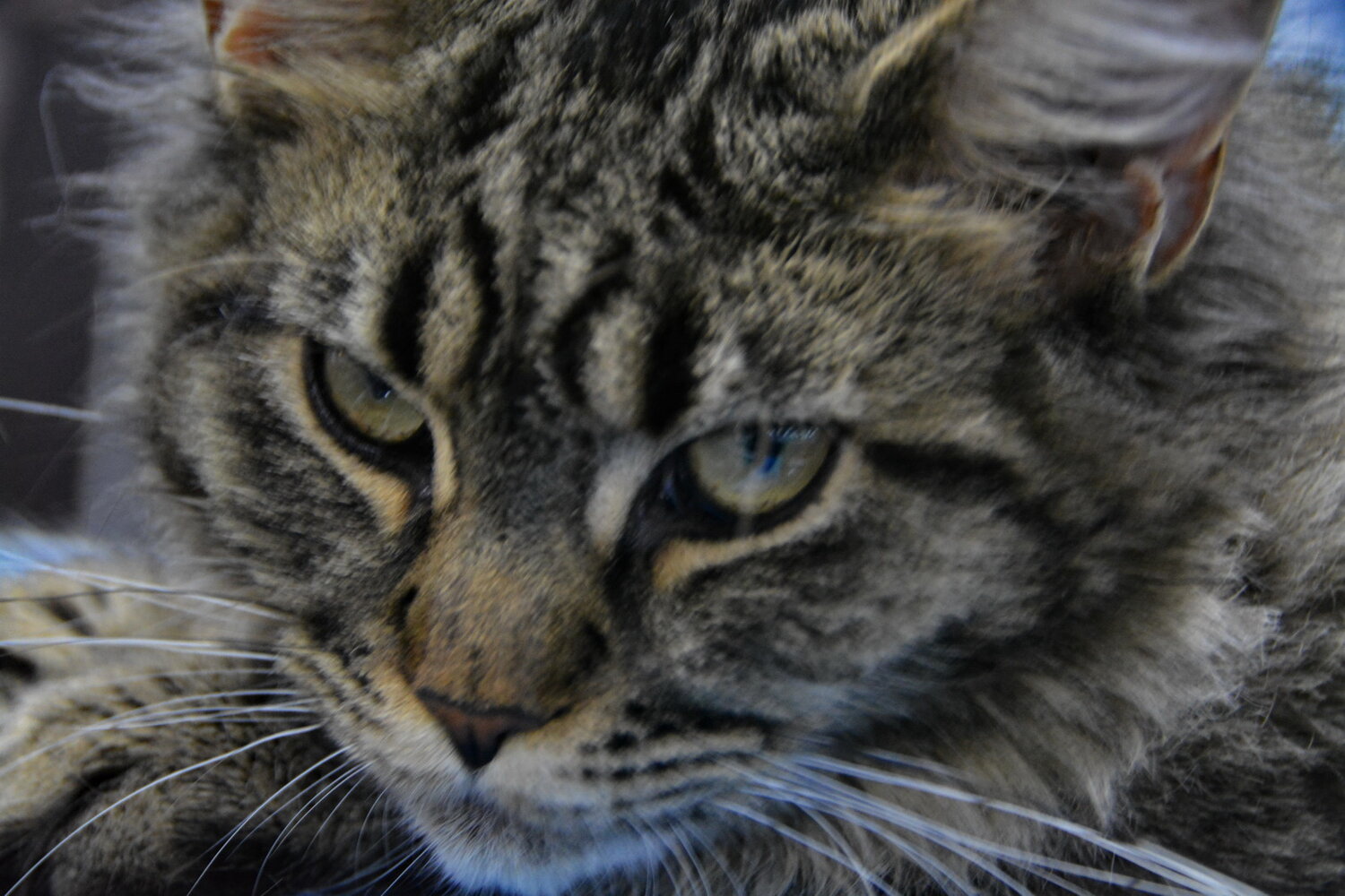 Photo #14038364