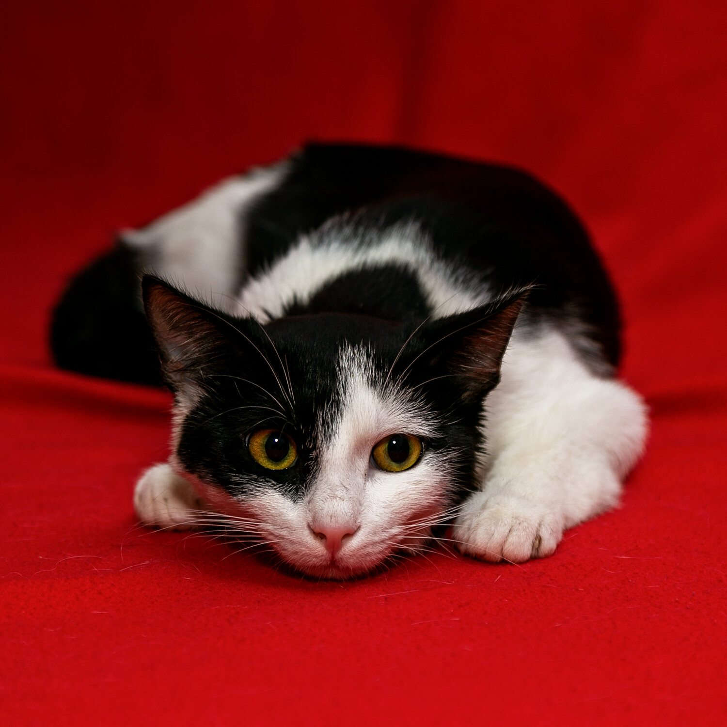 Photo #14038399