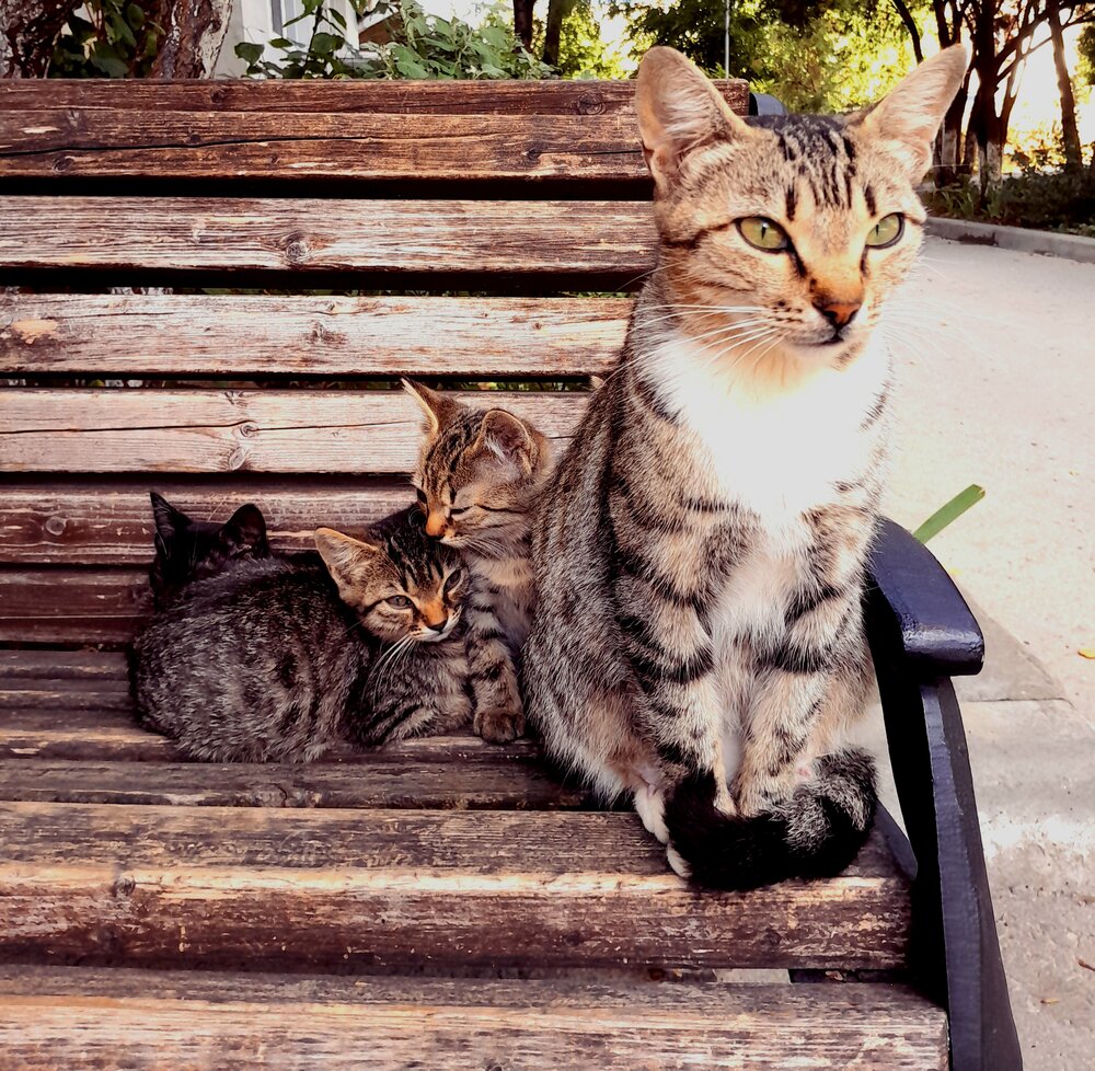 Photograph by Роман Маханов