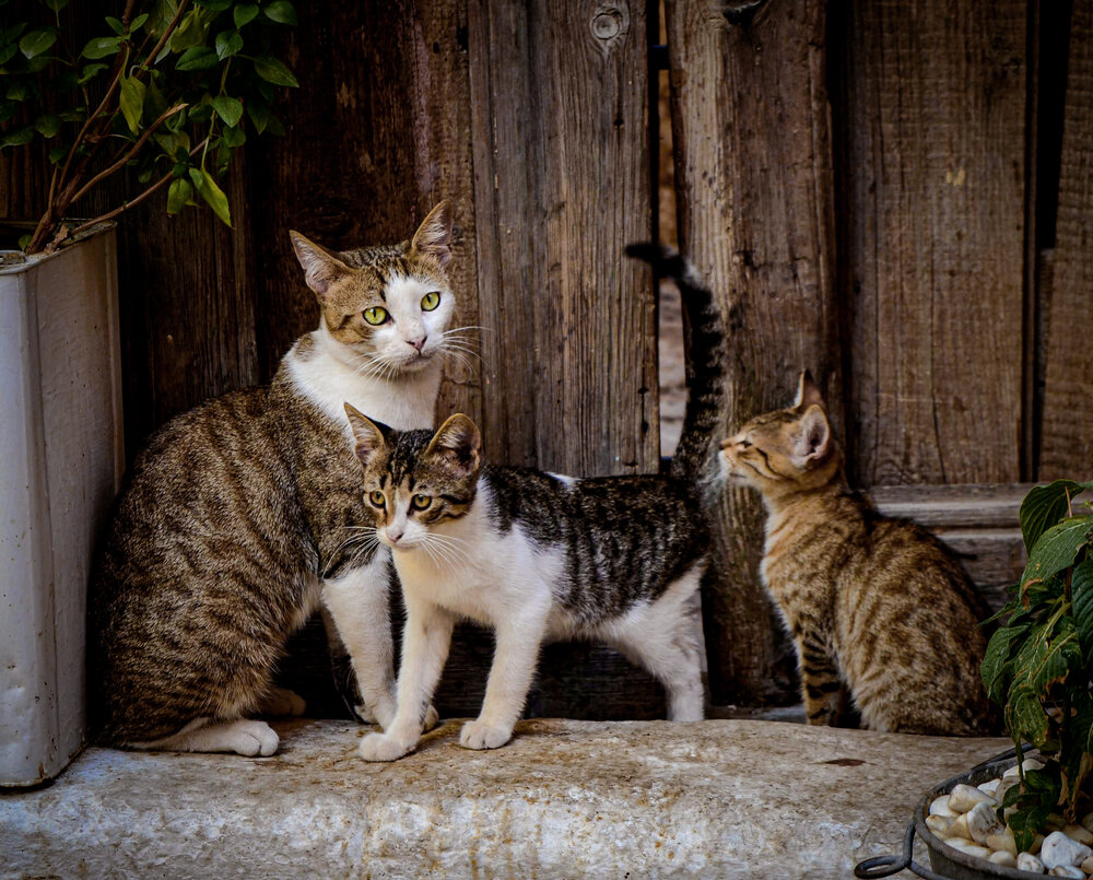 Photograph by Aliaksei Jodko